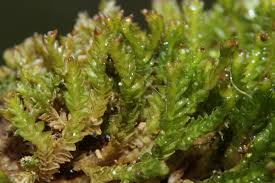 Attēlu rezultāti vaicājumam “Tritomaria exsectiformis”