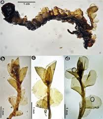 Attēlu rezultāti vaicājumam “Jungermannia hyalina cells”