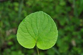 Attēlu rezultāti vaicājumam “Viola epipsila leaf”