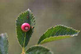 Attēlu rezultāti vaicājumam “Diplolepis eglanteriae”