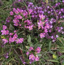 Attēlu rezultāti vaicājumam “Centaurium littorale leaf”