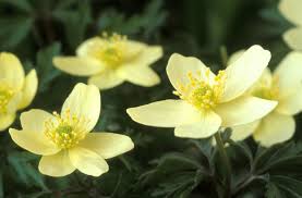 Image result for Anemonenarten