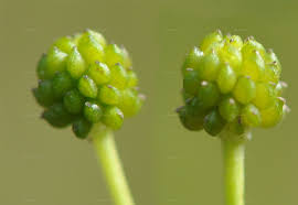 Attēlu rezultāti vaicājumam “Ranunculus flammula bud”