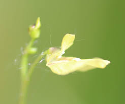 Attēlu rezultāti vaicājumam “Utricularia minor flower”