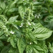 Image result for Basilikum