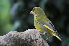 Attēlu rezultāti vaicājumam “Chloris chloris male”