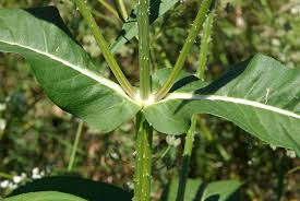 Attēlu rezultāti vaicājumam “Dipsacaceae”