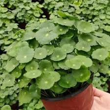 Attēlu rezultāti vaicājumam “Hydrocotyle vulgaris fruit”