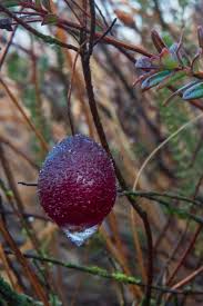 Attēlu rezultāti vaicājumam “Oxycoccus leaf”