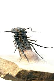 Attēlu rezultāti vaicājumam “Laccognathus panderi”