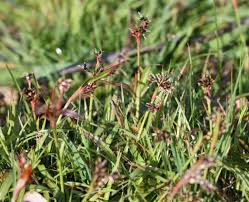 Attēlu rezultāti vaicājumam “Luzula campestris”