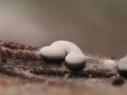 Attēlu rezultāti vaicājumam “Didymium difforme macro”