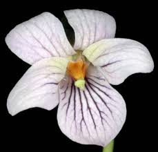 Attēlu rezultāti vaicājumam “Viola palustris”