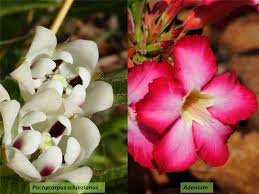 Attēlu rezultāti vaicājumam “Apocynaceae”