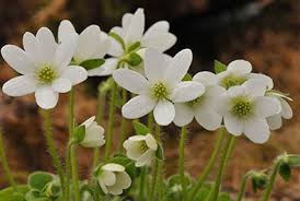 Attēlu rezultāti vaicājumam “Hepatica nobilis flower”