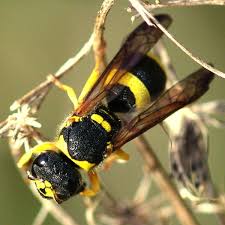 Attēlu rezultāti vaicājumam “Ancistrocerus sp. male”