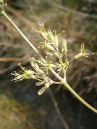 Attēlu rezultāti vaicājumam “Silene otites”