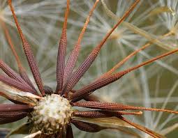 Attēlu rezultāti vaicājumam “Hypochaeris radicata bud”