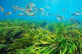 Attēlu rezultāti vaicājumam “Gyroweisia tenuis”