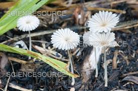 Attēlu rezultāti vaicājumam “Coprinus sp.”