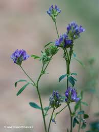 Attēlu rezultāti vaicājumam “Medicago x varia  flower”