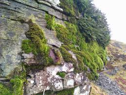 Attēlu rezultāti vaicājumam “Antitrichia curtipendula macro”