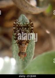 Attēlu rezultāti vaicājumam “Trypetoptera punctulata”