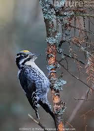 Attēlu rezultāti vaicājumam “Picoides tridactylus”