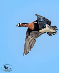 Attēlu rezultāti vaicājumam “Branta ruficollis”