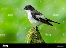 Attēlu rezultāti vaicājumam “Ficedula hypoleuca male”