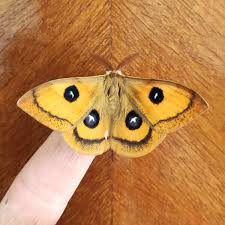 Attēlu rezultāti vaicājumam “Aglia tau”