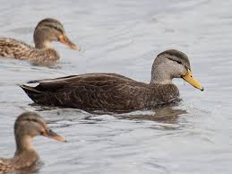 Image result for Anas rubripes