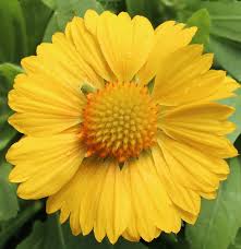 Image result for Gaillardia