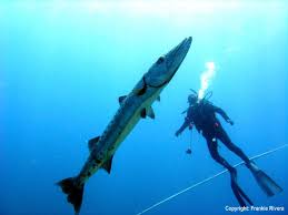 Image result for Dive Barracuda