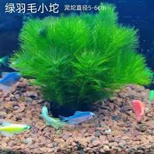 「綠羽毛」的圖片搜尋結果