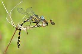 Attēlu rezultāti vaicājumam “Gomphidae”