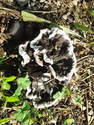 Attēlu rezultāti vaicājumam “Thelephora terrestris”