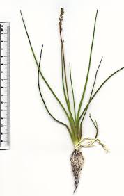 Attēlu rezultāti vaicājumam “Triglochin palustre fruit”