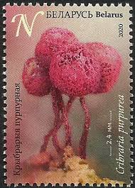 Attēlu rezultāti vaicājumam “Cribraria purpurea”