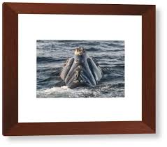 Image result for Eubalaena glacialis