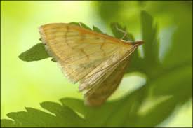 Attēlu rezultāti vaicājumam “Paratalanta hyalinalis”