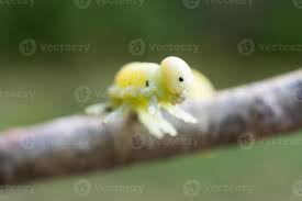 Attēlu rezultāti vaicājumam “Cimbex femoratus larva”