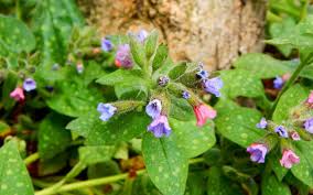 Image result for Lungenkraut