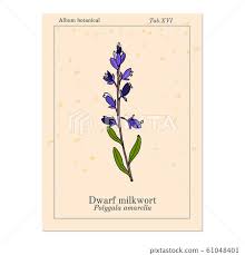 Attēlu rezultāti vaicājumam “Polygala amarella”