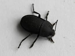 Attēlu rezultāti vaicājumam “Silpha obscura”