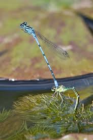 Attēlu rezultāti vaicājumam “Coenagrion puella male”