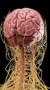 Image result for b%FD%E7ak anatomisi