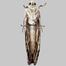 Attēlu rezultāti vaicājumam “Hedya salicella”