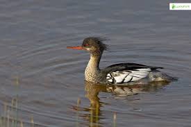 Attēlu rezultāti vaicājumam “Mergus serrator”