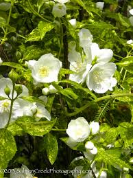 Attēlu rezultāti vaicājumam “Philadelphus lemoinei flower”